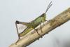 Pseudochorthippus parallelus parallelus